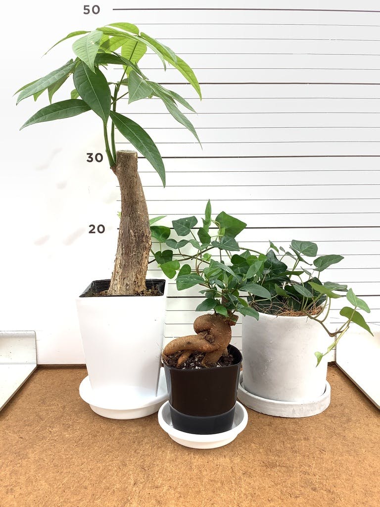 ガジュマル パンダ 8号 | 観葉植物通販HitoHana(ひとはな)