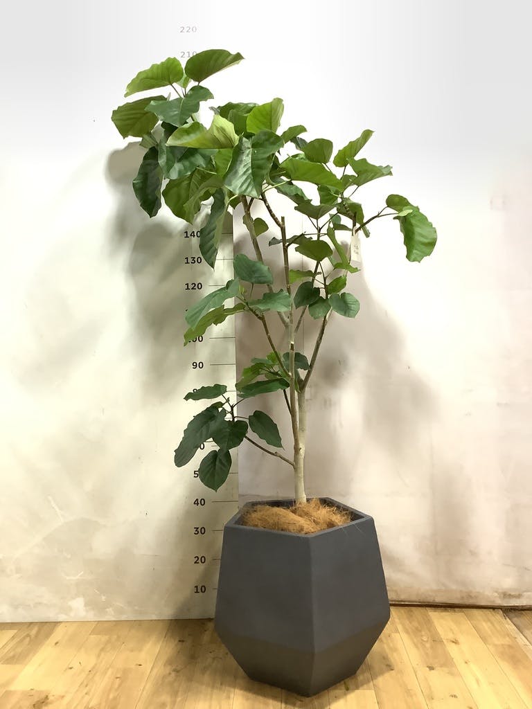 ウンベラータ 大型 | 観葉植物通販HitoHana(ひとはな)