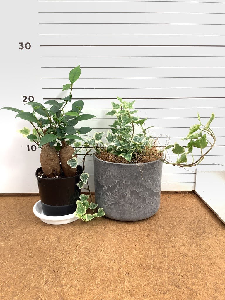 ガジュマル パンダ 8号 | 観葉植物通販HitoHana(ひとはな)
