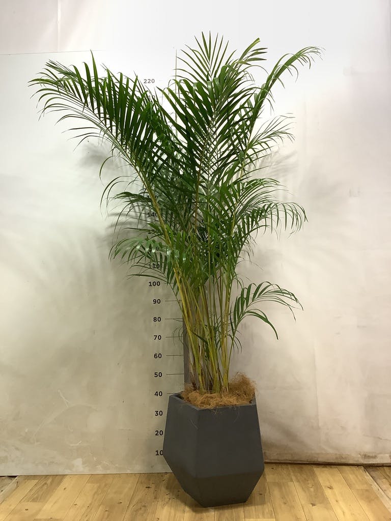 アレカヤシ 10号 | 観葉植物 | インテリアやギフトに - Hitohana（ひと