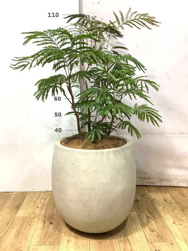 エバーフレッシュ 7号 | 観葉植物の通販ならHitoHana（ひとはな）