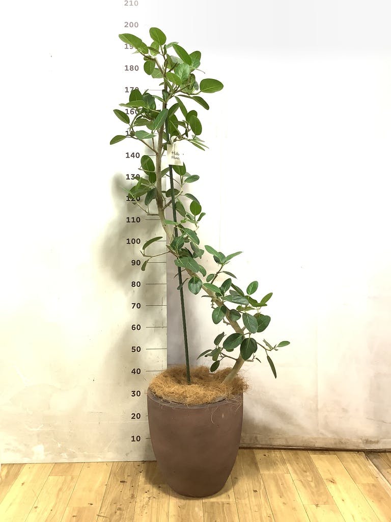 フィカス ベンガレンシス 10号 | 観葉植物通販 Hitohana（ひとはな）