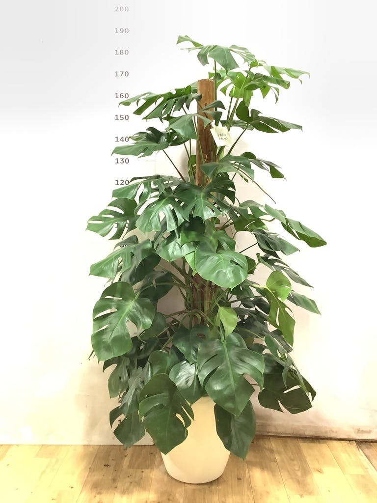 モンステラ 大型 | 観葉植物通販HitoHana(ひとはな)