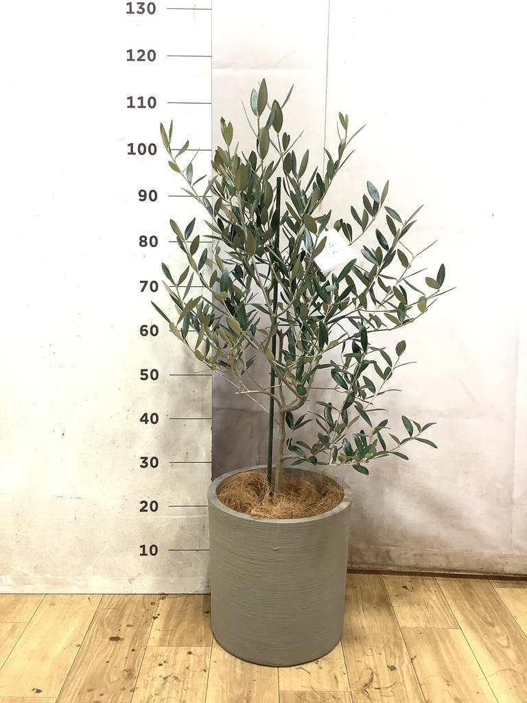 オリーブの木 8号 | 観葉植物 | 送料無料でお届け - Hitohana（ひとはな）