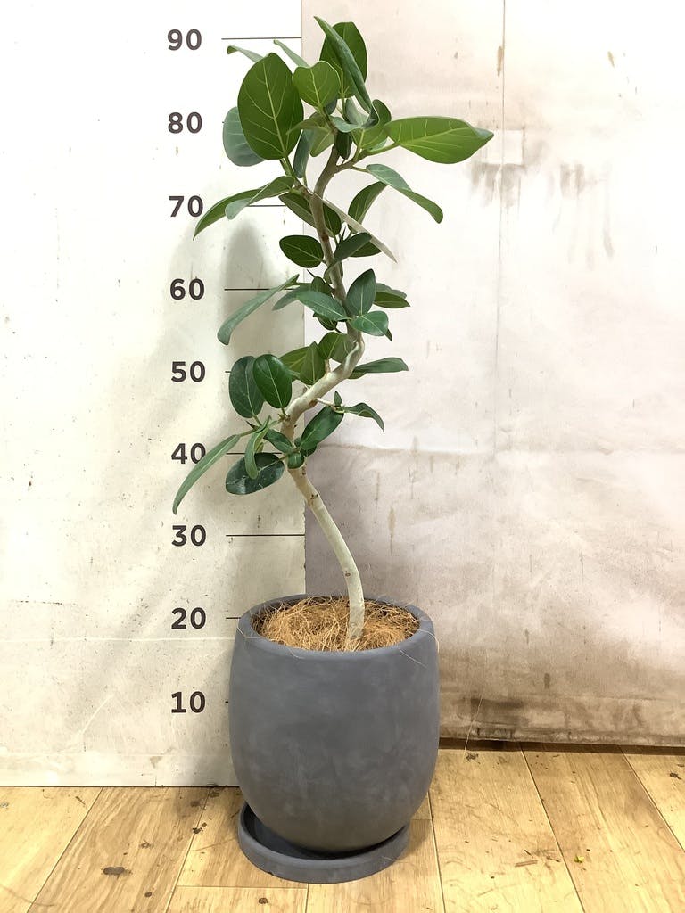 フィカス ベンガレンシス 5号 | 観葉植物通販 HitoHana（ひとはな）
