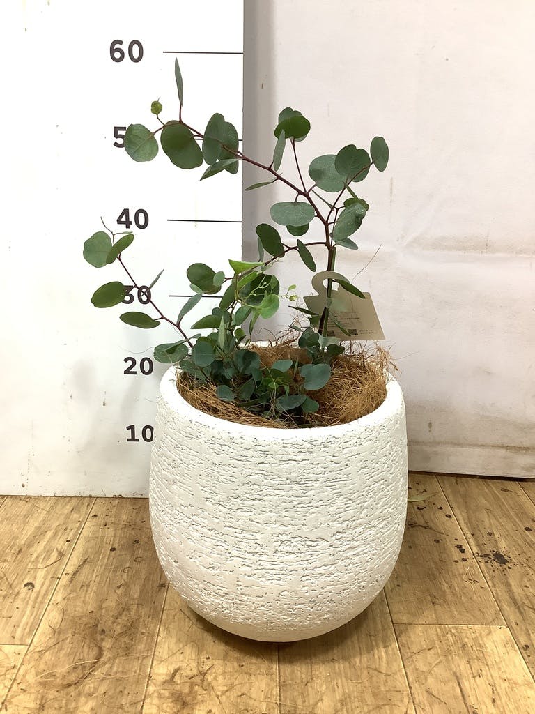 観葉植物 ユーカリ 6号 ポポラス（ポリアンセモス） スタンダード