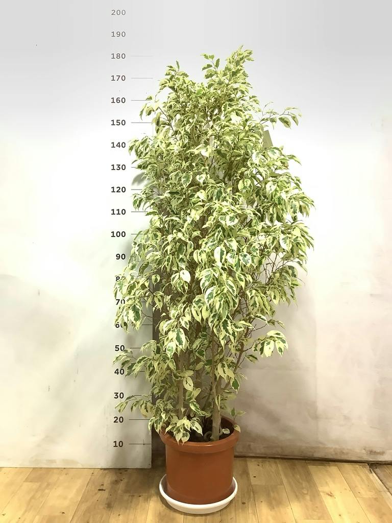 フィカス ベンジャミン 10号 | 観葉植物 | インテリアやギフトに