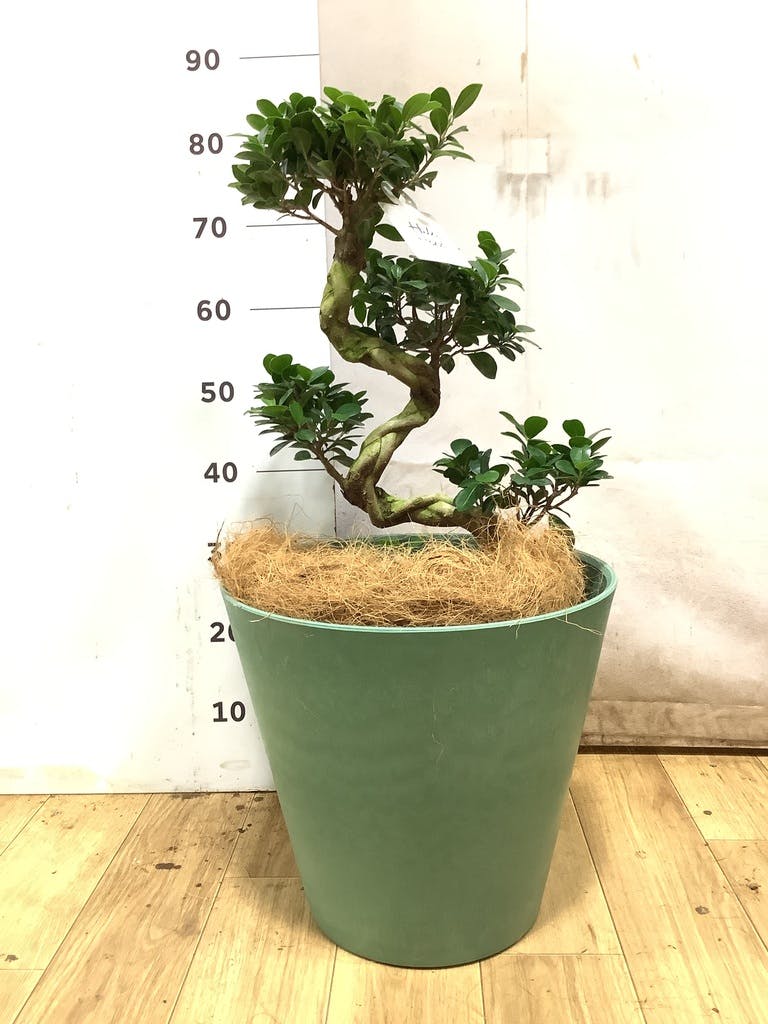 ガジュマル 8号 | 観葉植物通販HitoHana(ひとはな)