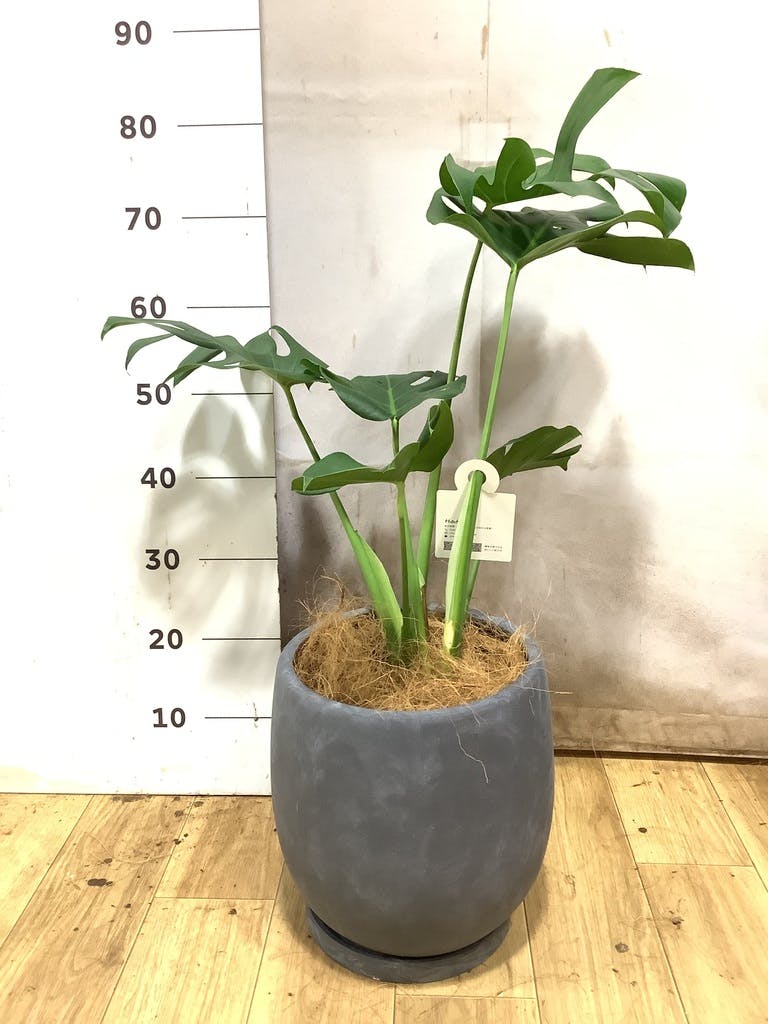 モンステラ 6号 | 観葉植物 | インテリアやギフトに - Hitohana（ひと