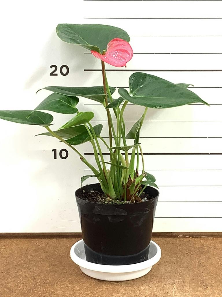 アンスリウム 3号 | 観葉植物ならHitoHana