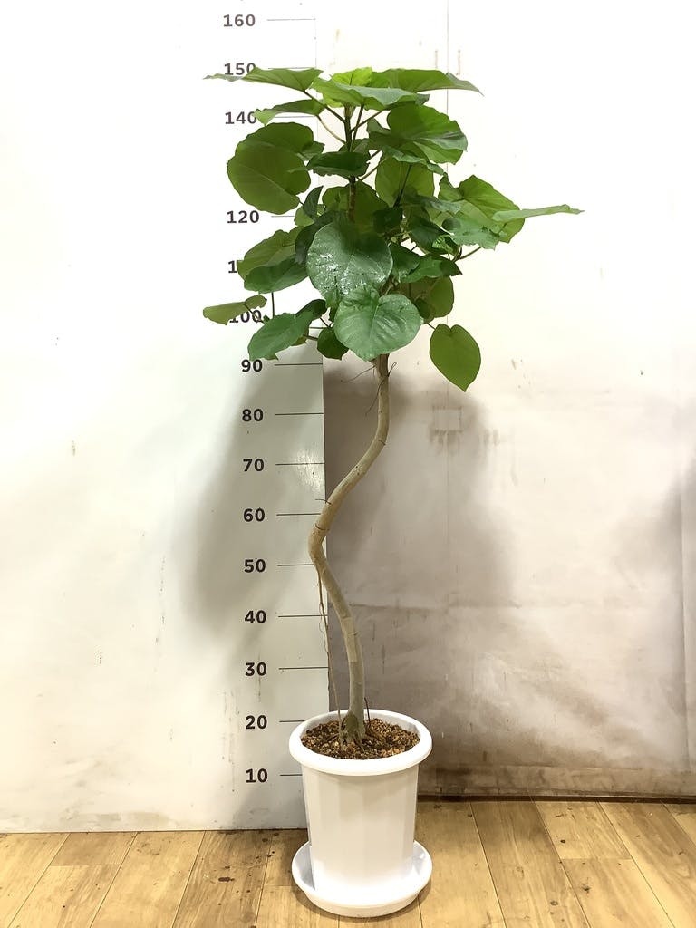 観葉植物 フィカス ウンベラータ 8号 曲り プラスチック鉢 | 観葉植物