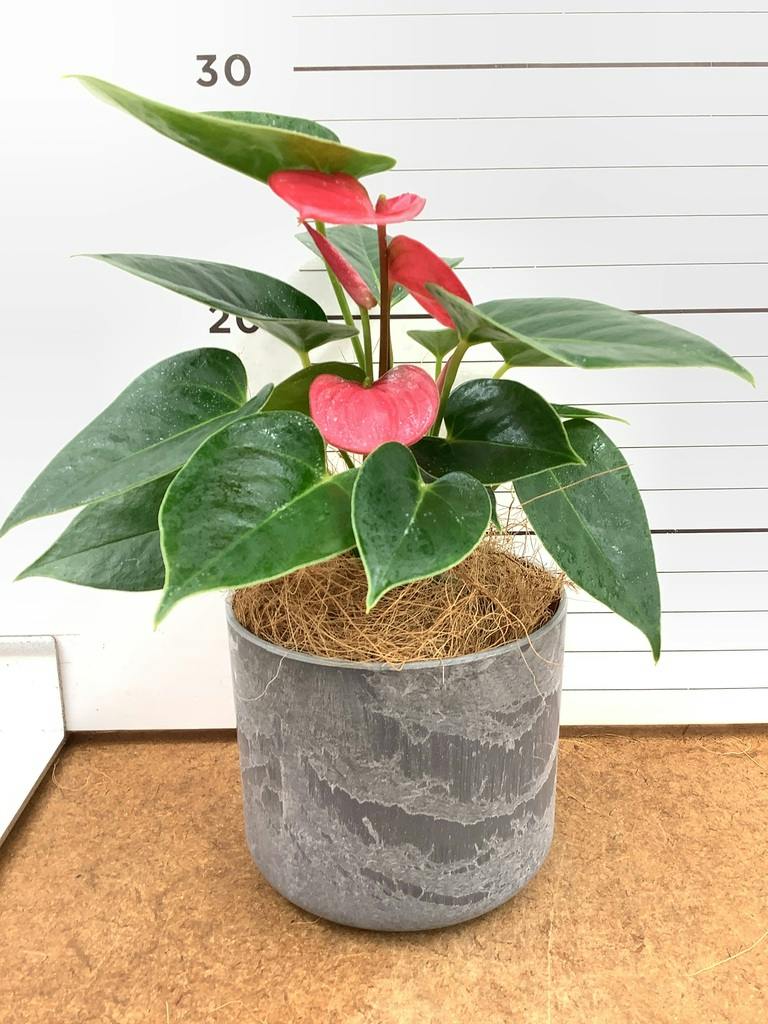 アンスリウム 3号 | 観葉植物ならHitoHana