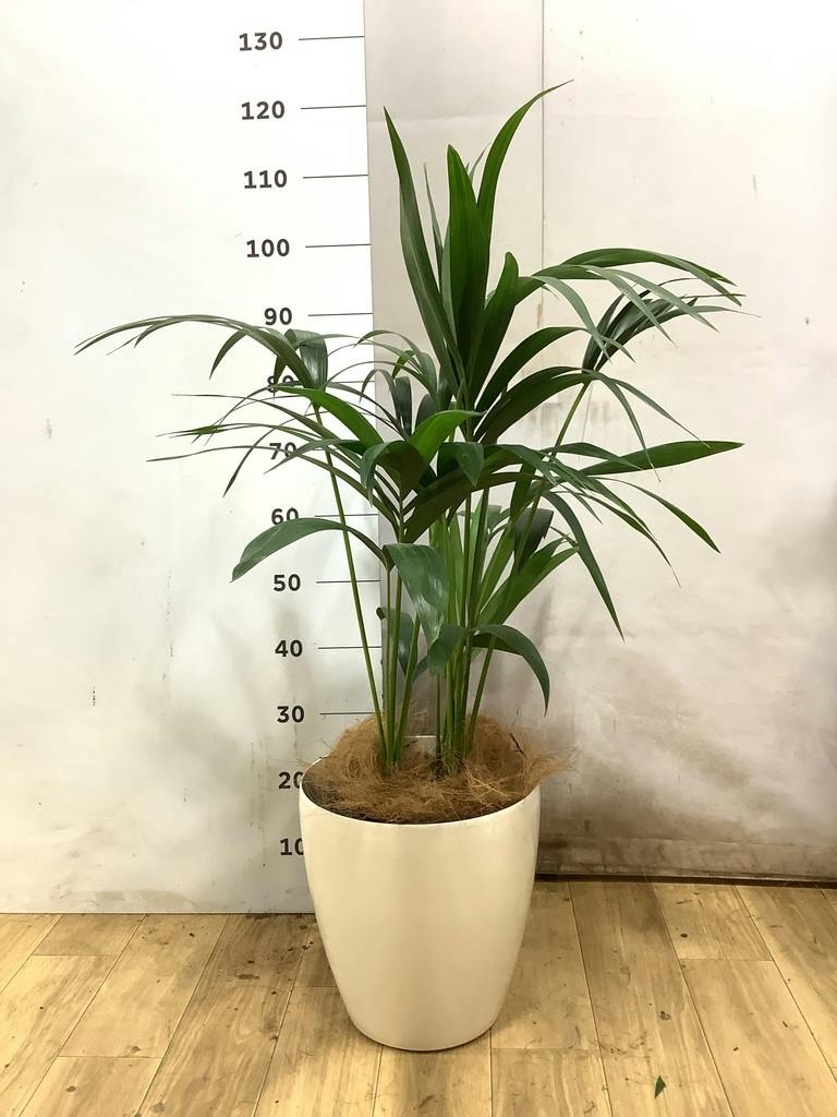 ケンチャヤシ | 観葉植物の通販ならHitoHana（ひとはな）