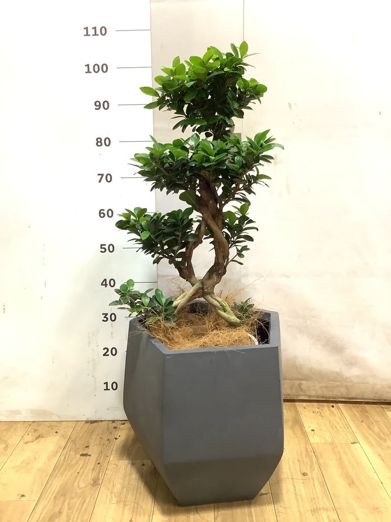 ガジュマル 8号 | 観葉植物通販HitoHana(ひとはな)