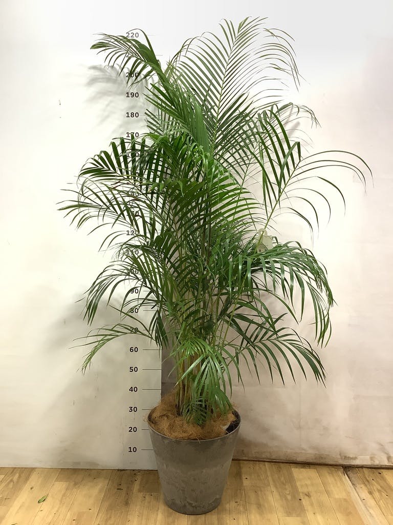 アレカヤシ 10号 | 観葉植物 | インテリアやギフトに - Hitohana（ひと