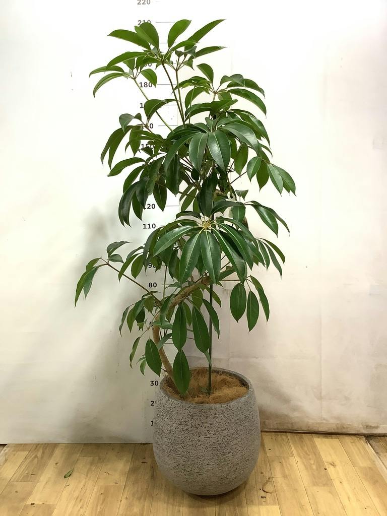 ツピダンサス 曲がり | 観葉植物通販 HitoHana(ひとはな)