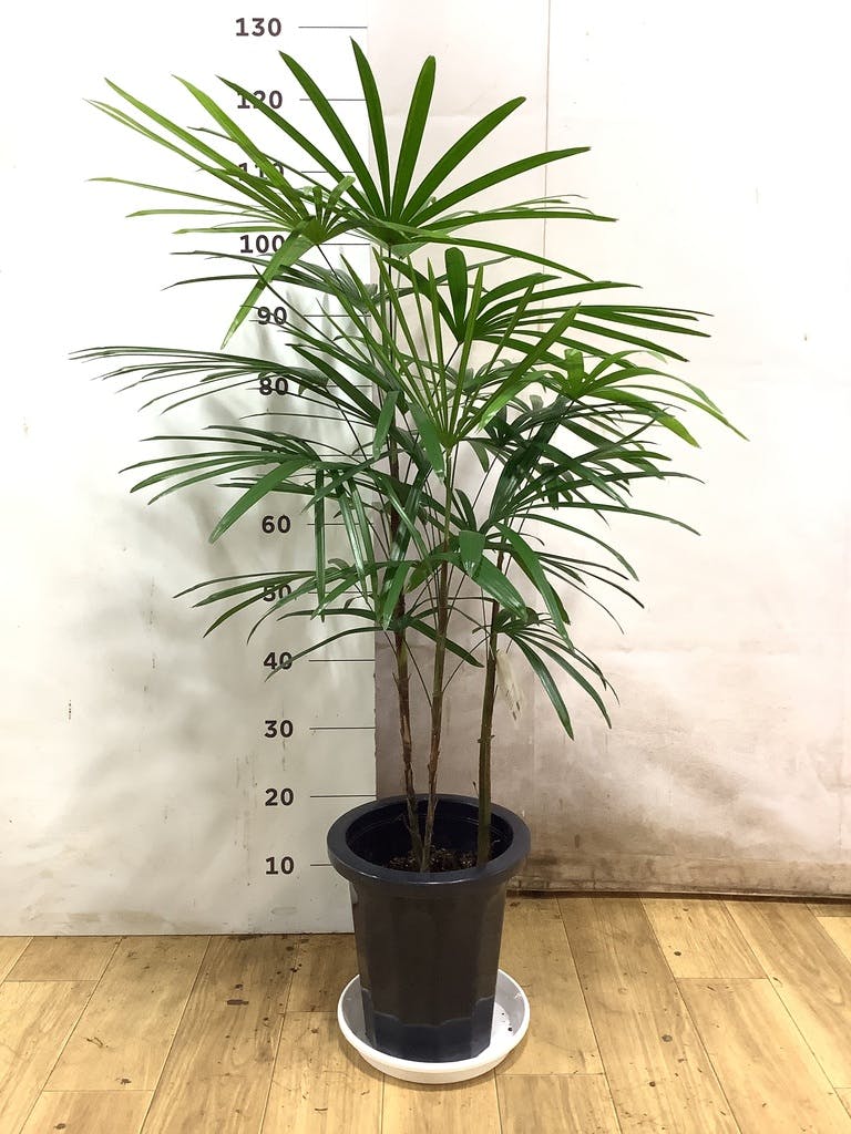 シュロチク 8号 | 観葉植物 | 送料無料でお届け - Hitohana（ひとはな）