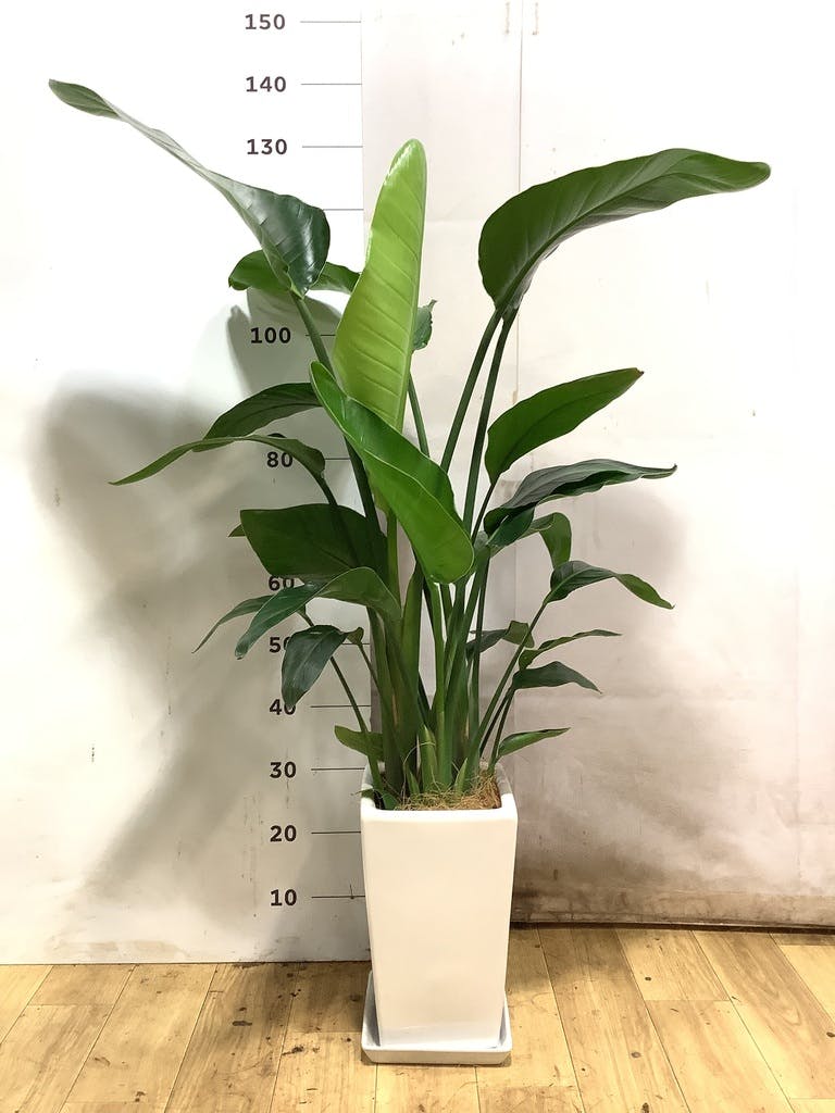 オーガスタ 8号 | 観葉植物の通販ならHitoHana