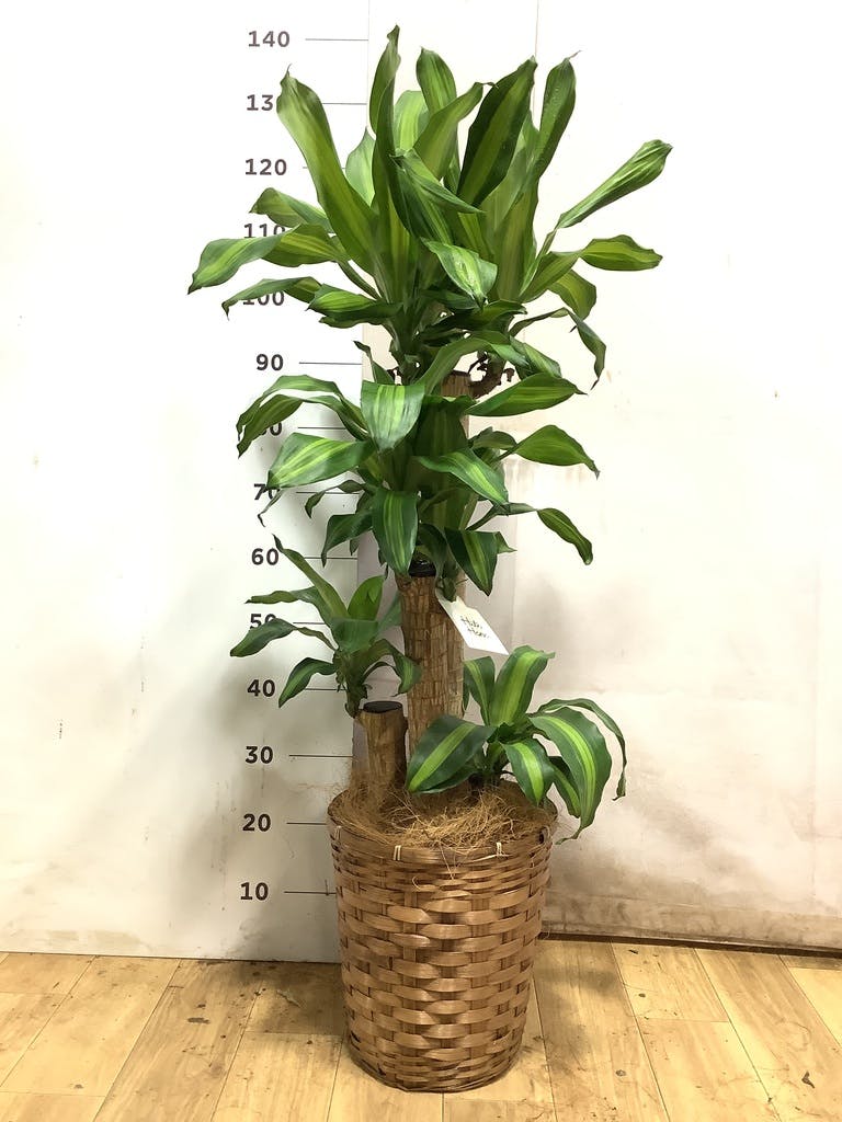 ドラセナ 幸福の木 8号 | 観葉植物 | インテリアやギフトに - Hitohana