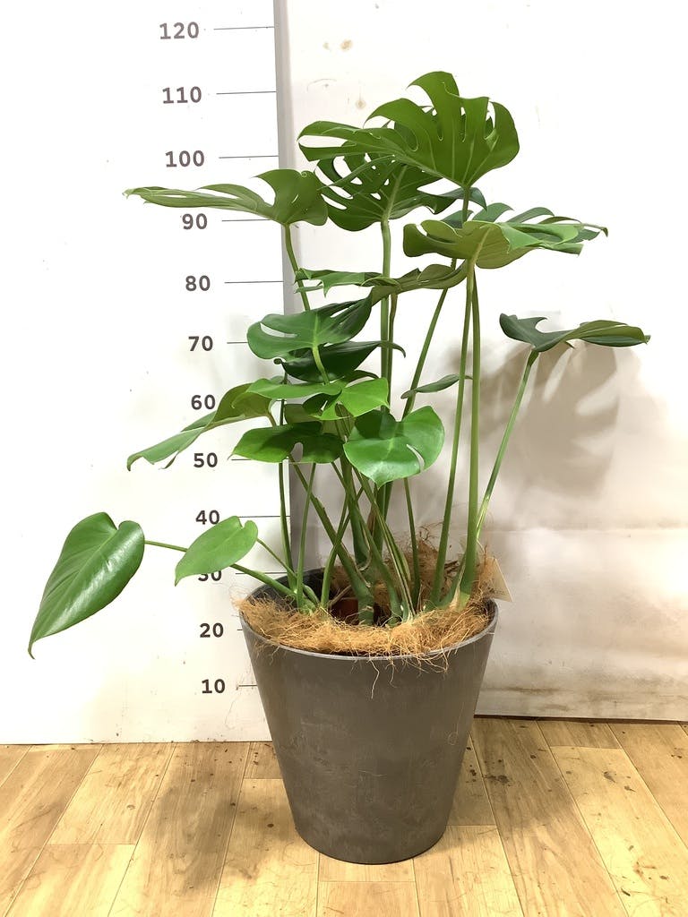 モンステラ 8号 | 観葉植物 | インテリアやギフトに - Hitohana（ひと