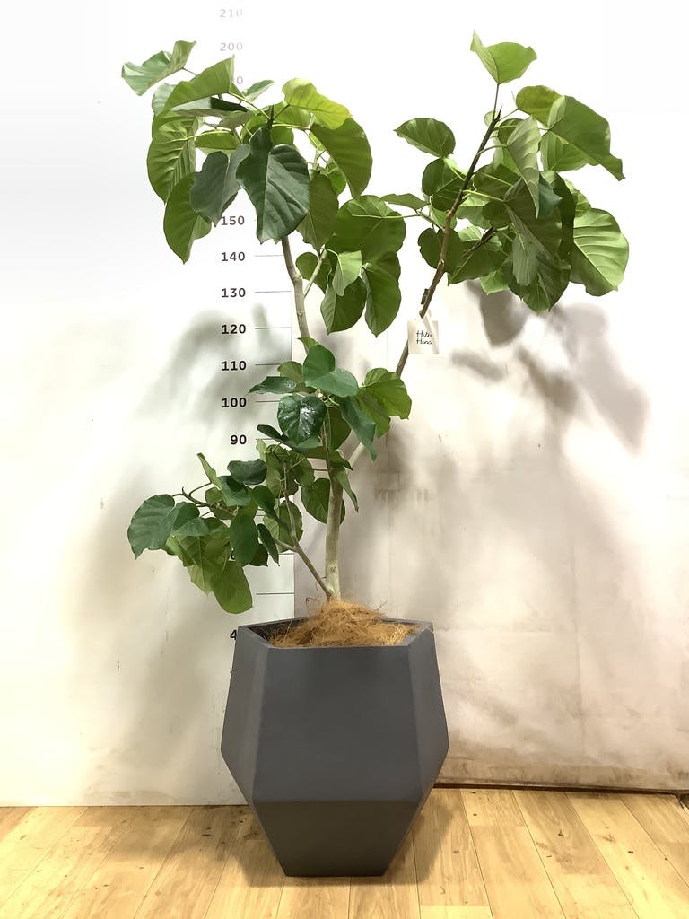 観葉植物 フィカス ウンベラータ 10号 ノーマル ファイバークレイGray