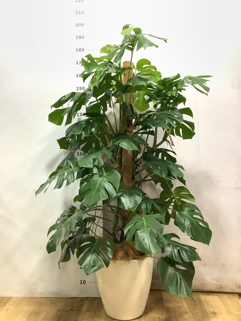 大型モンステラ お写真のものを送ります モンステラ 大型 | 観葉植物通販HitoHana(ひとはな)