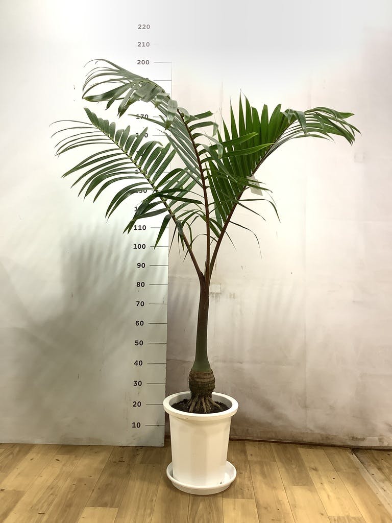 トックリヤシ 1点もの（現品・現物） | 観葉植物通販HitoHana(ひとはな)