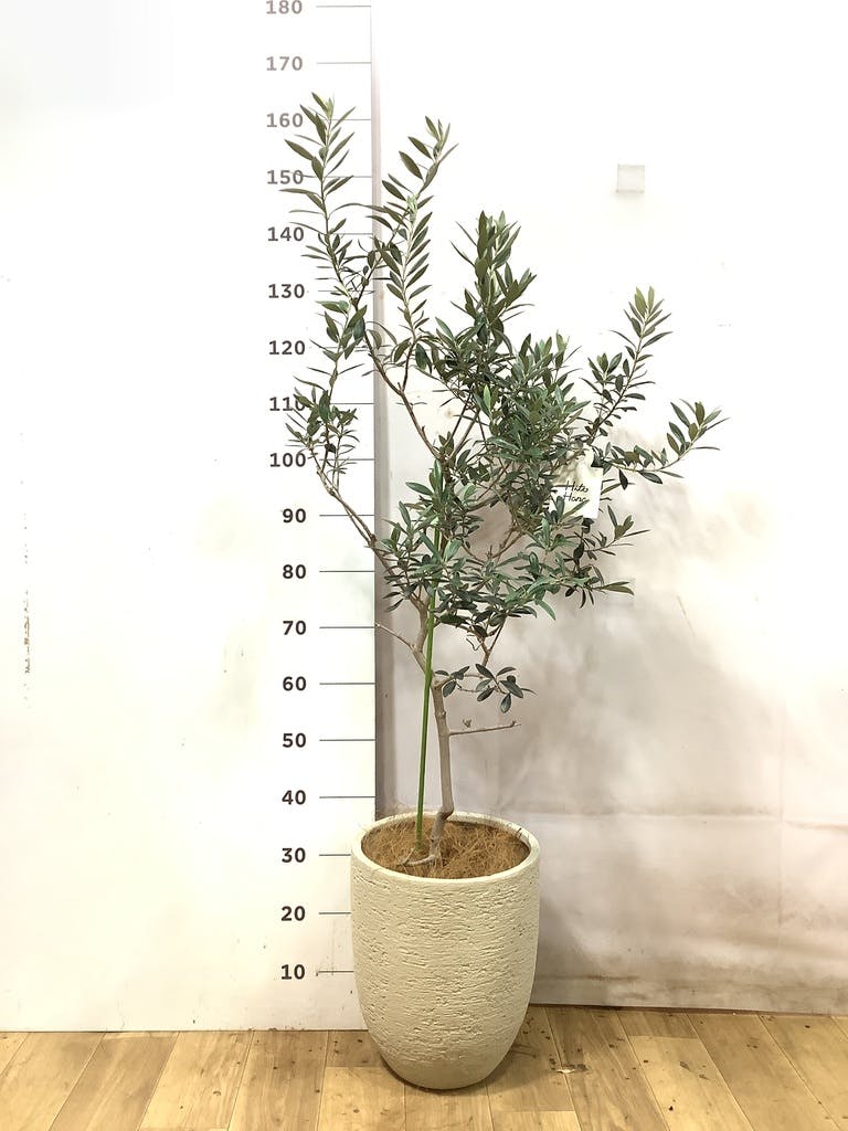 観葉植物 オリーブの木 8号 バロウニ プラスチック鉢 / 小倉園 | 観葉