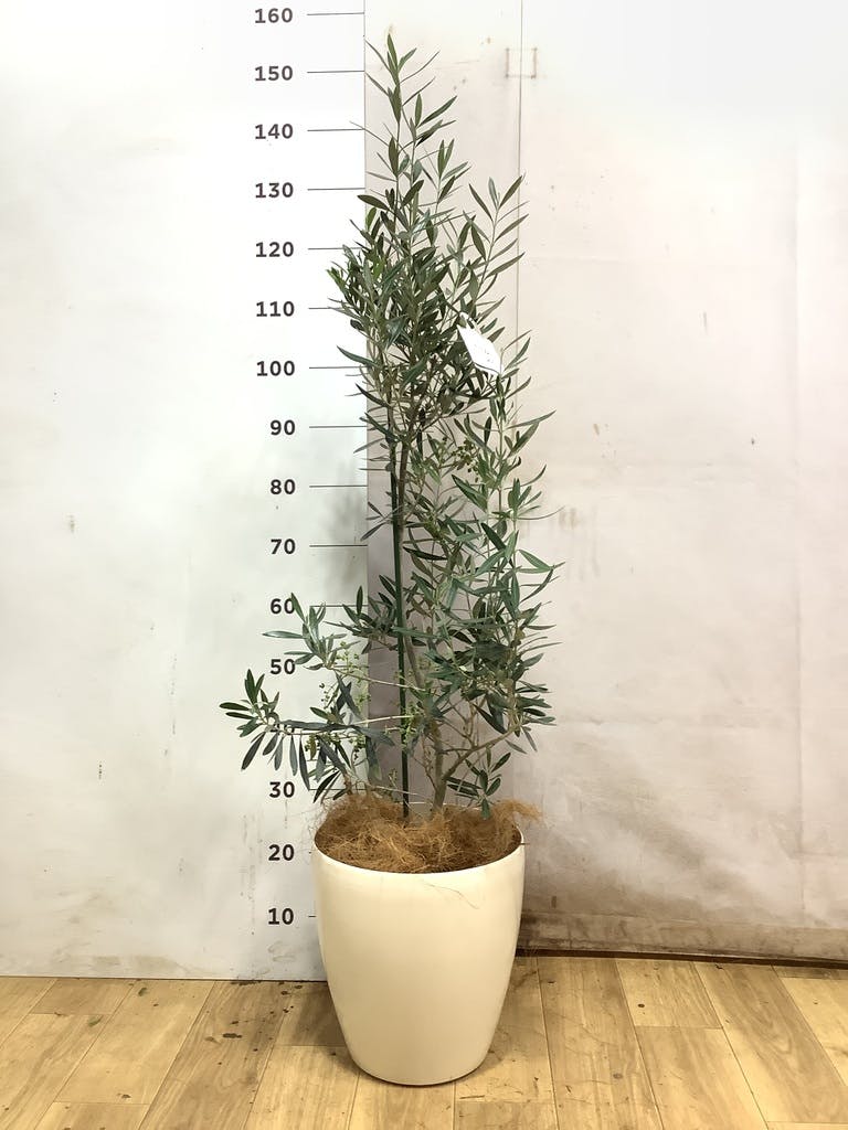 オリーブの木 5号 | 観葉植物の通販ならHitoHana（ひとはな）