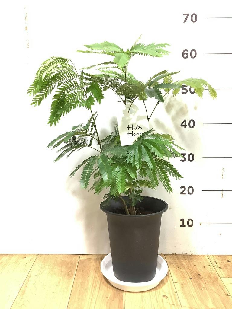 エバーフレッシュ 6号 | 観葉植物の通販ならHitoHana（ひとはな）