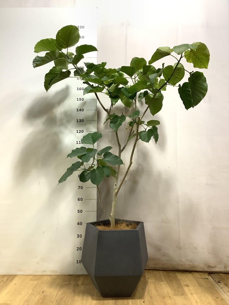 ウンベラータ 10号 | 観葉植物の通販ならHitoHana（ひとはな）