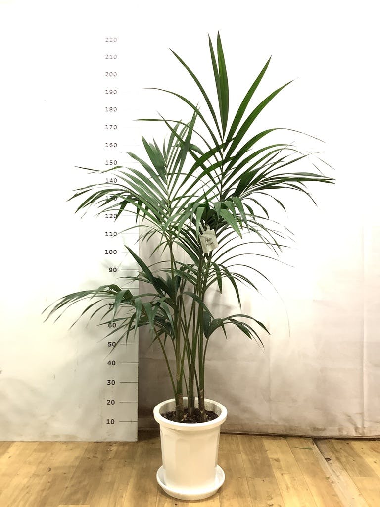 ケンチャヤシ 10号 | 観葉植物の通販ならHitoHana（ひとはな）