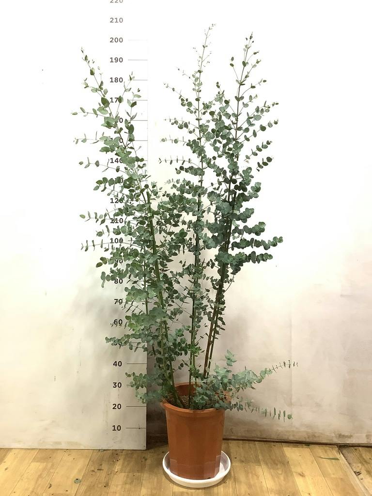 ユーカリ 10号 | 通販専門店 HitoHana（ひとはな）