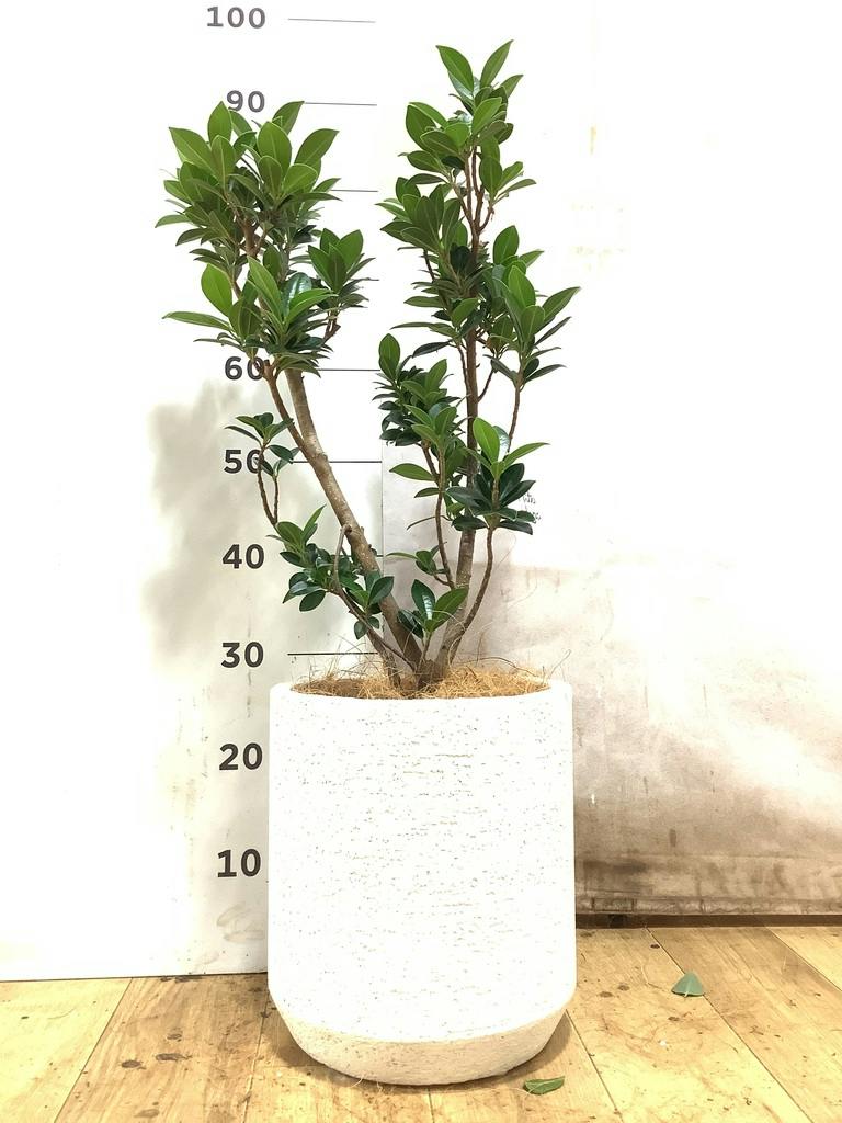 観葉植物 ガジュマル 6号 ベビーリーフ プラスチック鉢 | 観葉植物なら