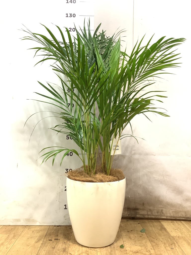 アレカヤシ 10号 | 観葉植物 | インテリアやギフトに - Hitohana（ひと