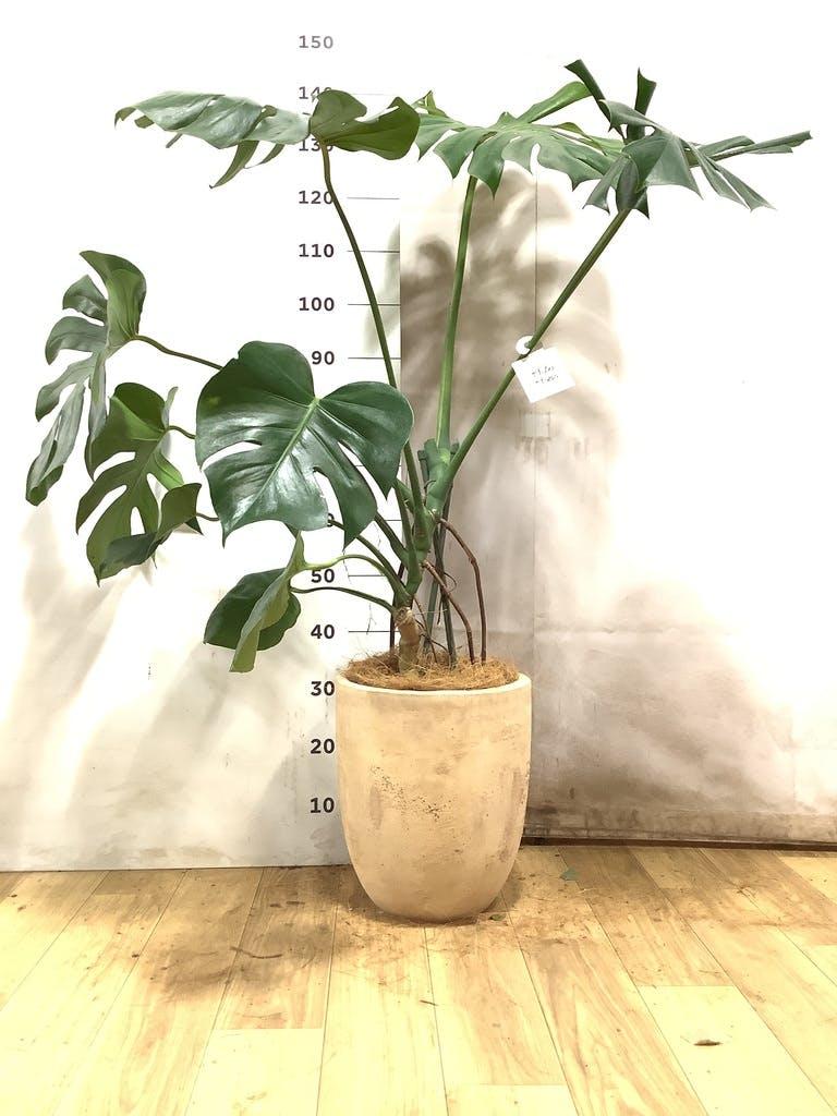 モンステラ 8号 | 観葉植物 | インテリアやギフトに - Hitohana（ひと