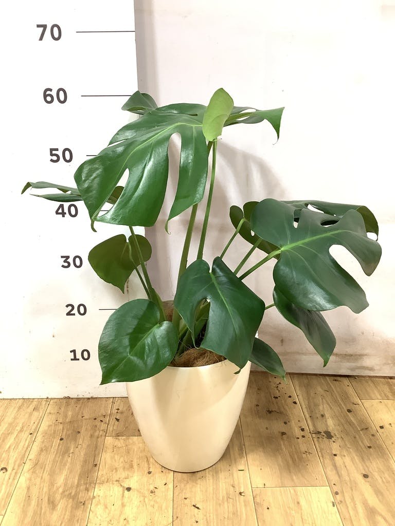 モンステラ 6号 | 観葉植物 | インテリアやギフトに - Hitohana（ひと