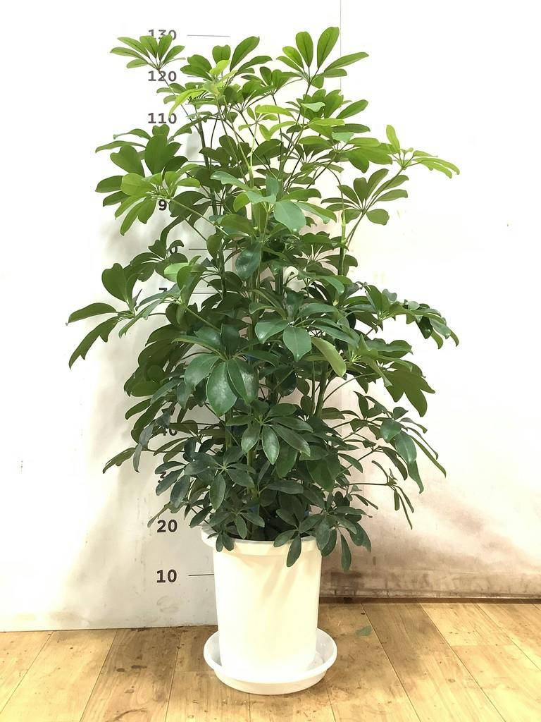 観葉植物 シェフレラ（カポック） 8号 ノーマル プラスチック鉢 | 観葉