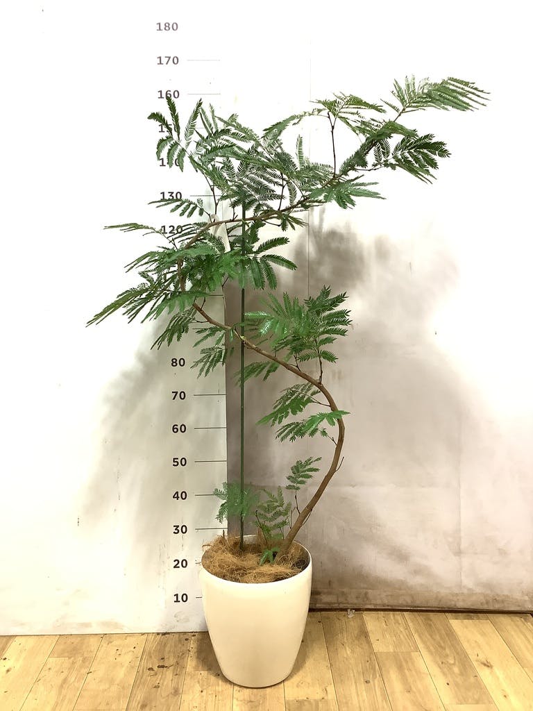 観葉植物 エバーフレッシュ【180cm】9号 プラスチック鉢 #69996 ※1都3
