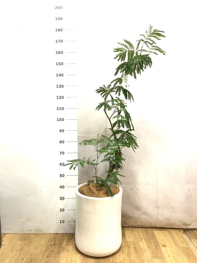 エバーフレッシュ 8号 | 観葉植物 | インテリアやギフトに - Hitohana