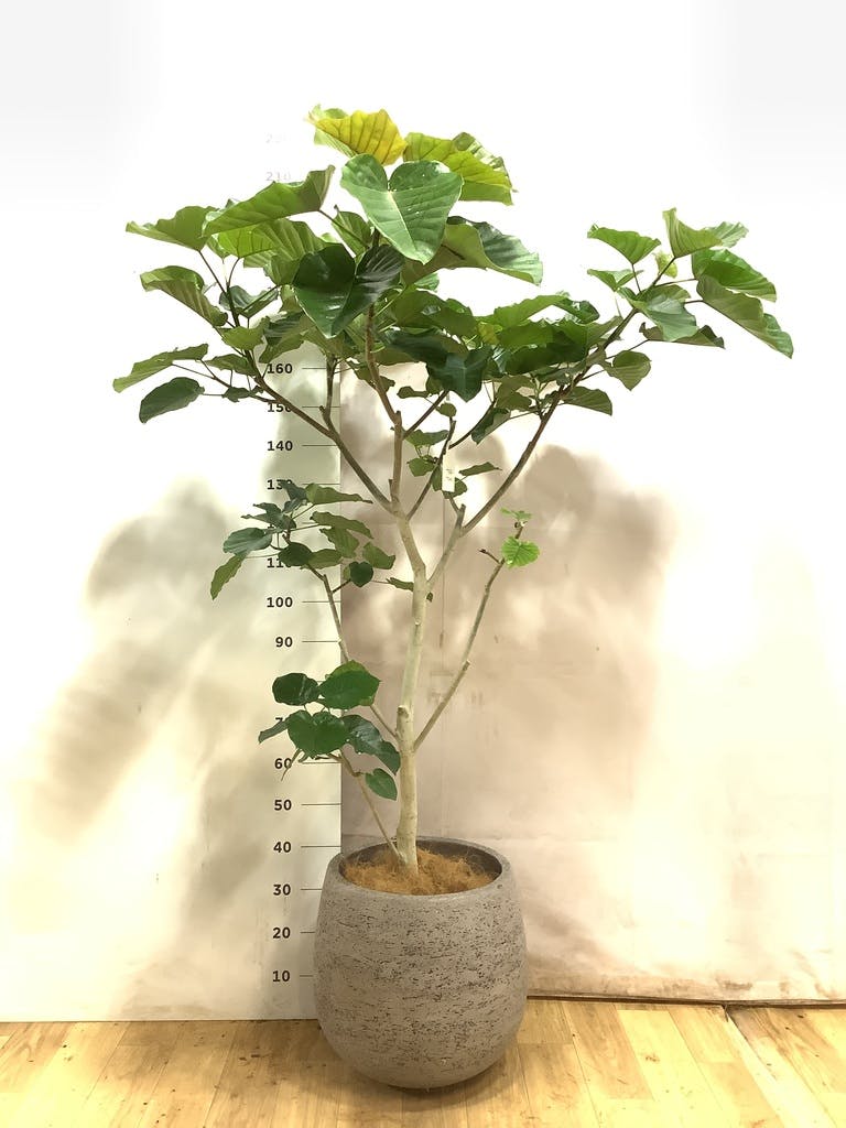 ウンベラータ 10号 | 観葉植物の通販ならHitoHana（ひとはな）