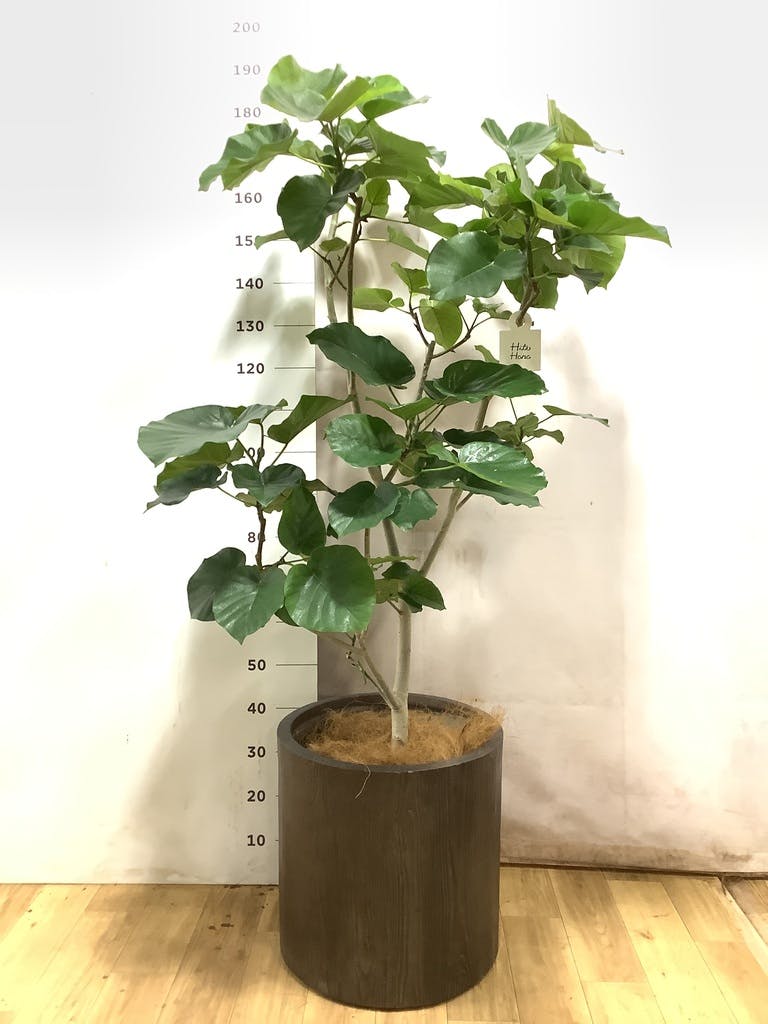 【極上・現品】フィカス ウンベラータ 10号鉢 170cm ｜ 贅沢な5株植え ウンベラータ 10号 | 観葉植物の通販ならHitoHana（ひとはな）