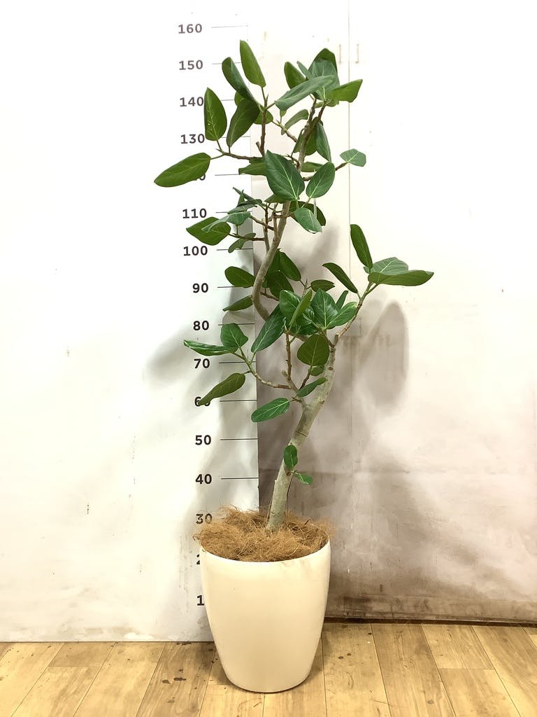 観葉植物 フィカス ベンガレンシス 8号 曲り ライム ドゥオ ユーポット