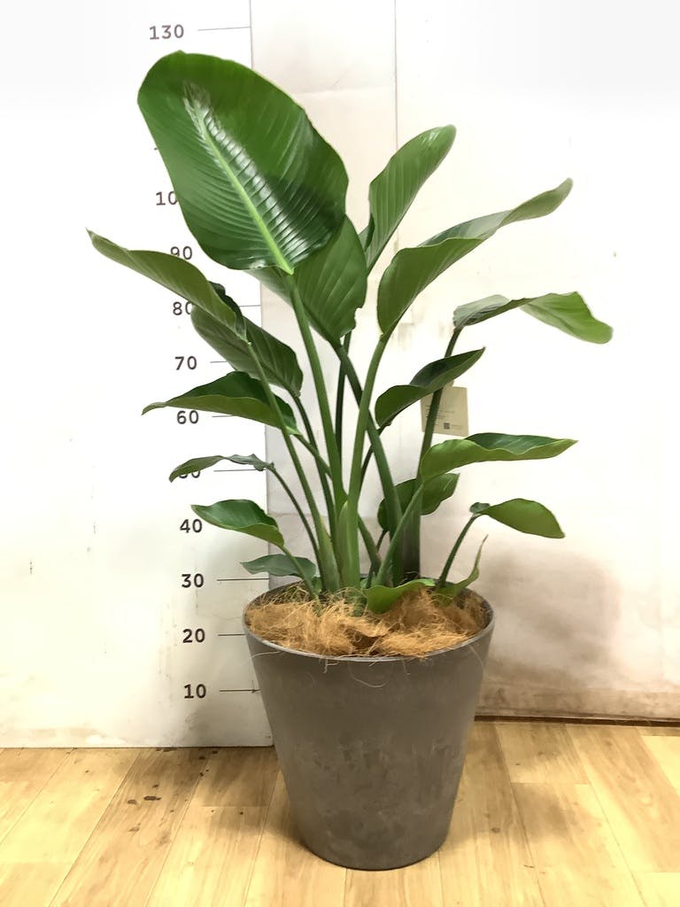 オーガスタ | 観葉植物の通販ならHitoHana（ひとはな）
