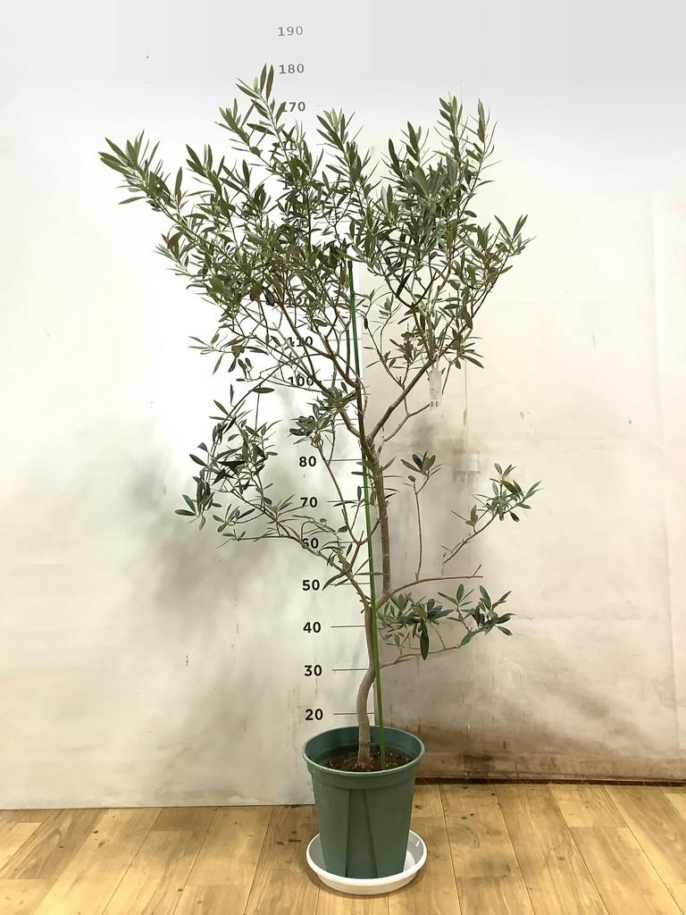観葉植物 オリーブの木 8号 バロウニ プラスチック鉢 / 小倉園 | 観葉