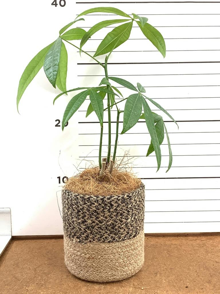 観葉植物 パキラ 3号 寄せ ルーツ 11 L ベージュ 付き | 観葉植物なら