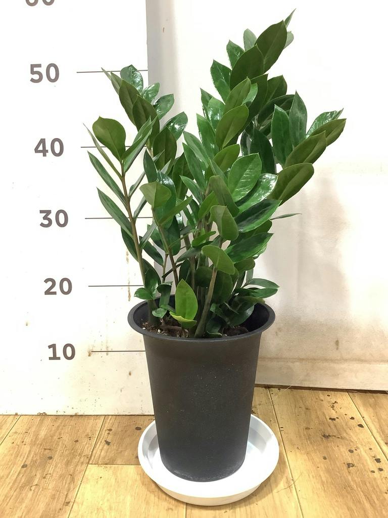 観葉植物 ザミオクルカス 6号 プラスチック鉢 | 観葉植物ならHitoHana