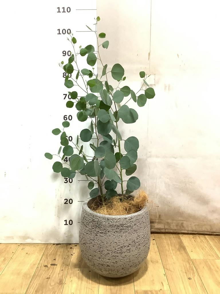 ユーカリ 6号 | 通販専門店 HitoHana（ひとはな）