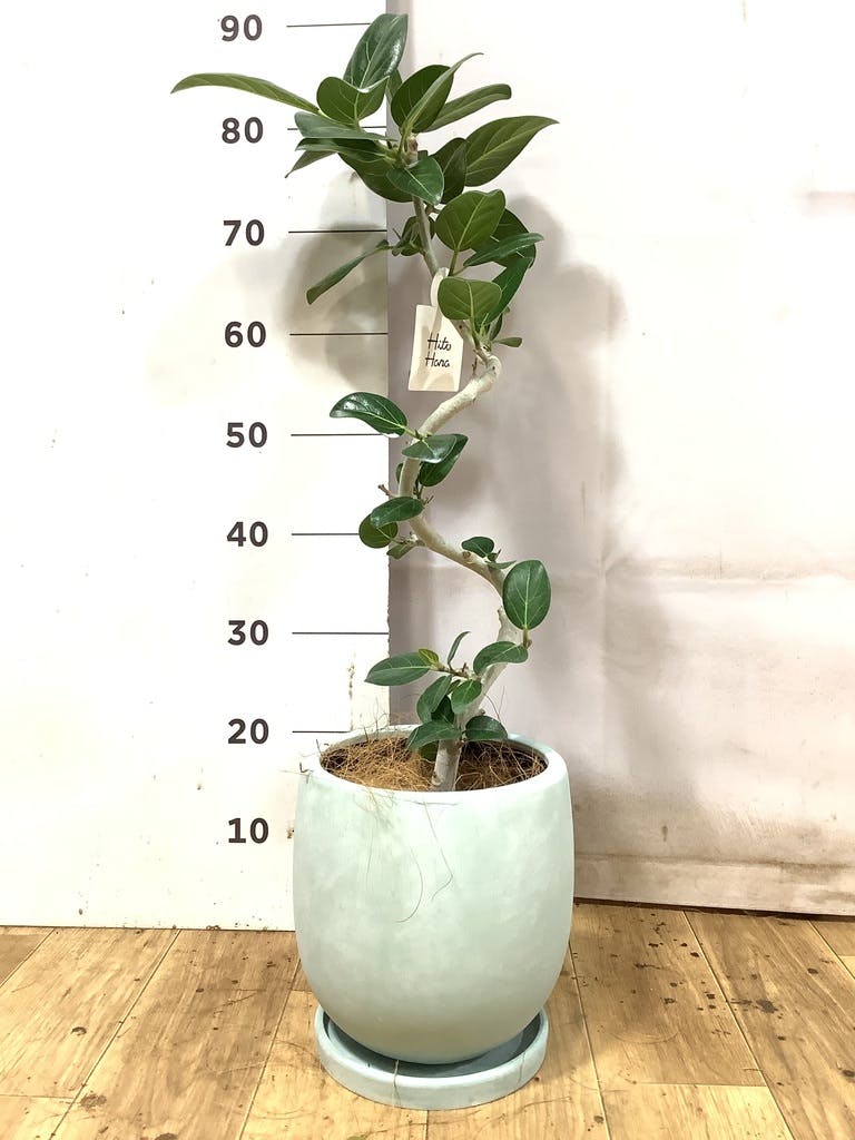 フィカス ベンガレンシス 1点もの（現品・現物） | 観葉植物 | 送料