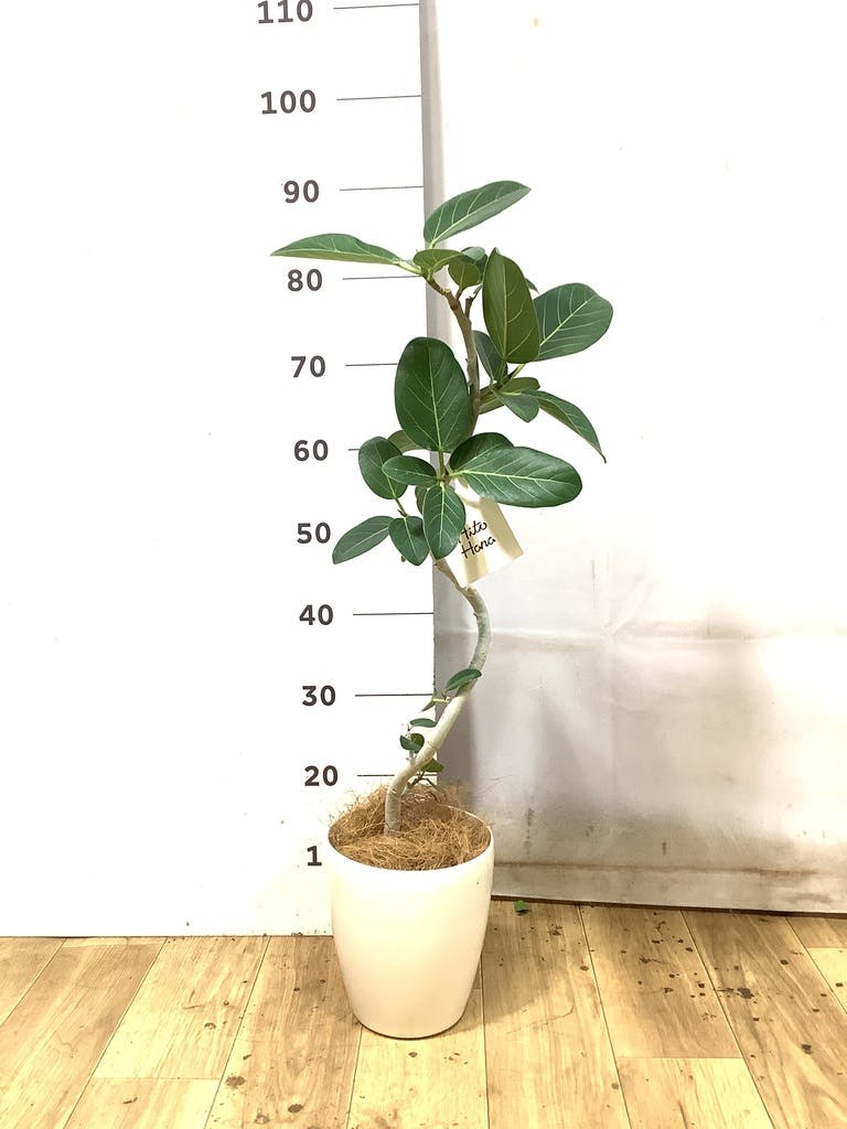 フィカス ベンガレンシス 曲がり | 観葉植物の通販ならHitoHana